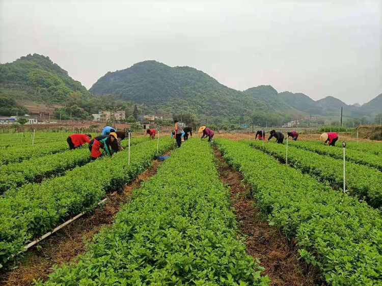 在陽山大崀鎮(zhèn)，農(nóng)戶們采摘枸杞。通訊員供圖.jpg