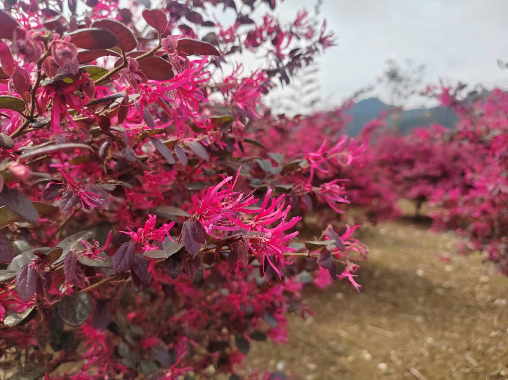 文章配圖